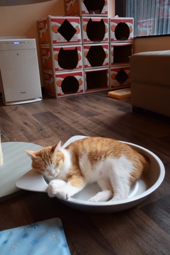 ペットロスで猫カフェへ行きました。_a0284626_12131103.jpg