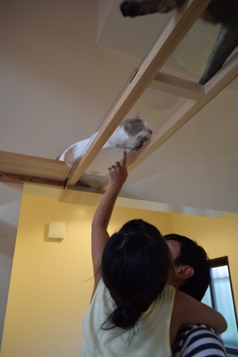 ペットロスで猫カフェへ行きました。_a0284626_12131219.jpg