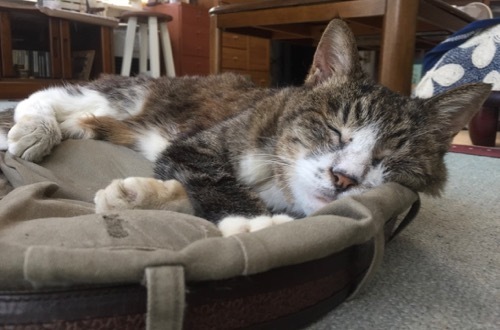 猫の遺品整理と猫ロス→父の猫に会いに行きました。_a0284626_12532288.jpg