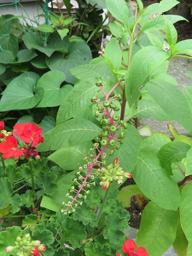 b0089338_20411877.jpg