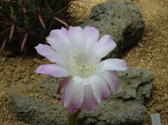 咲くやこの花館のサボテンとハイビスカス_b0299042_13362175.jpg