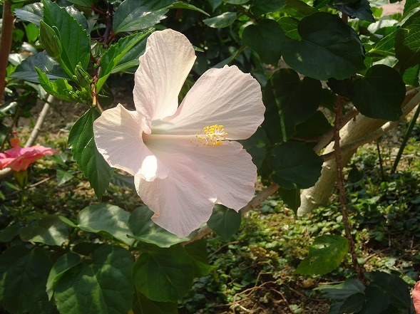 咲くやこの花館のサボテンとハイビスカス_b0299042_13372257.jpg