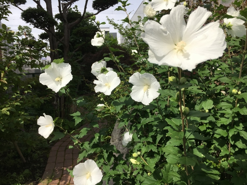 バラがまた咲きはじめました_e0326953_16415328.jpg