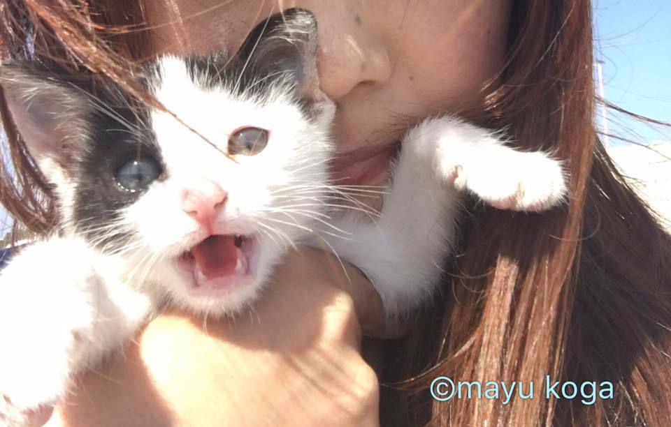 犬を踏みつける猫 ねこ旅また旅 犬を踏みつける猫 ねこ旅また旅