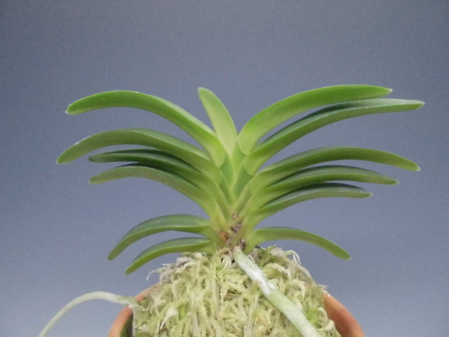 南州達磨 キバナノセッコク 長生蘭 山野草 富貴蘭 フウラン ナゴラン