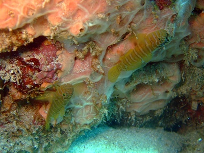 「3DIVE!!」_b0033573_18414546.jpg