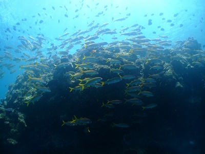 「3DIVE!!」_b0033573_18424242.jpg