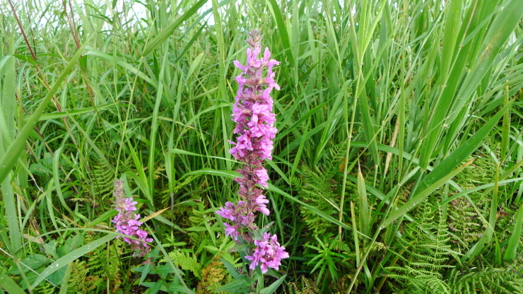 c0212083_17510061.jpg