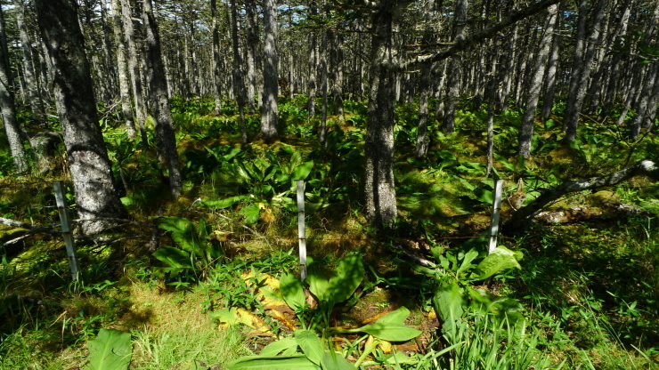 c0212083_17533430.jpg