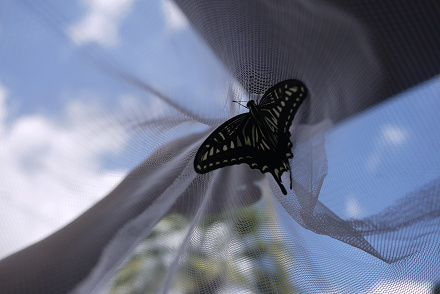 d0238083_11473494.png