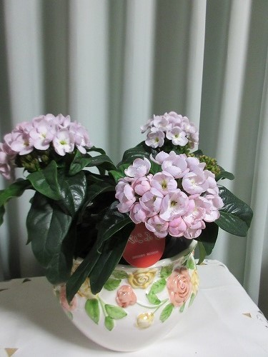 ニオイザクラ べにふじ : の～んびり！！