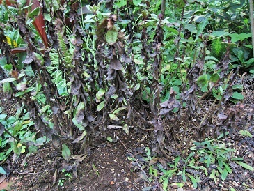 c0117898_17395746.jpg