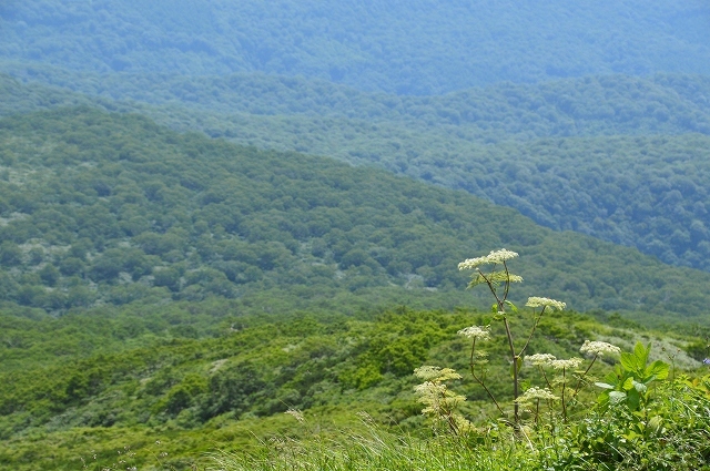 秋田駒ヶ岳 ①_c0124100_00143398.jpg