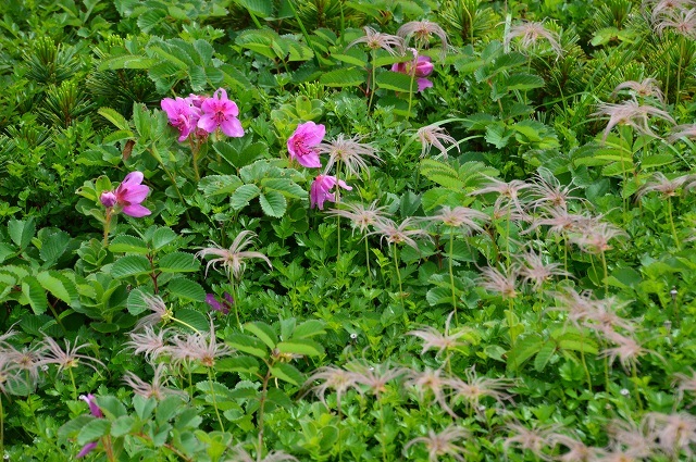 秋田駒ヶ岳 ②_c0124100_16092929.jpg