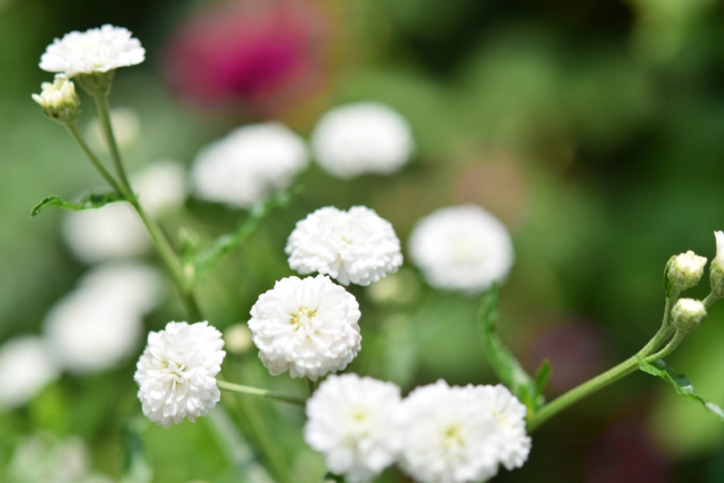 ポンポン咲き続ける真っ白な可愛い妖精 アキレア ノブレッサ 薔薇好き花好き庭が好き 元英国在住 アートセラピストが造る癒しの庭