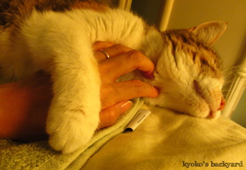 ねぇねぇ、おねがいしますよ~_b0253205_09130869.jpg