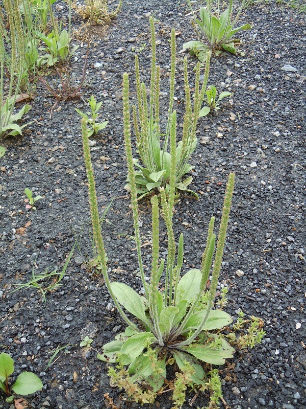 ツボミオオバコ 蕾大葉子 椿壽菴だより