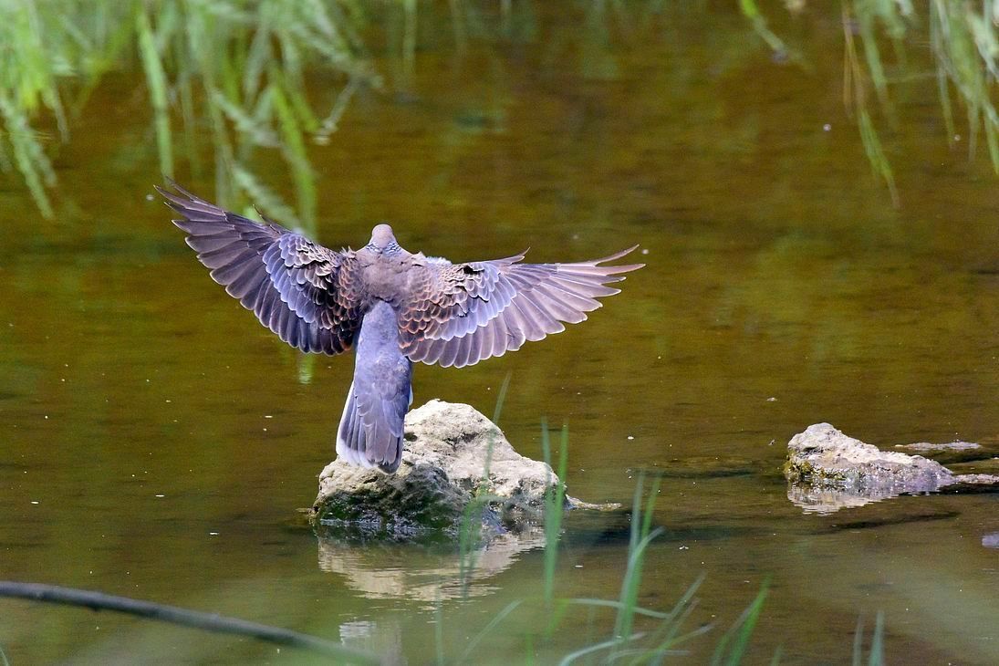翡翠と雉鳩がニアミス!・・・島の領有権争い?♪_a0031821_17243449.jpg