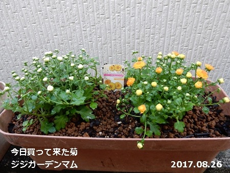 e0033229_18353194.jpg