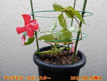 e0033229_1836343.jpg