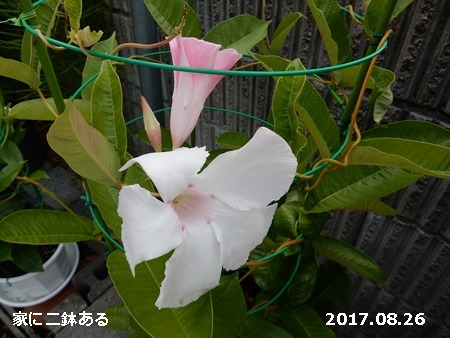 e0033229_18464178.jpg