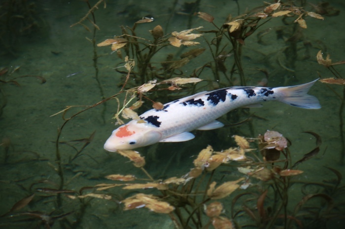 【名もなき池（モネの池）】夏の帰省 - 8 -_f0348831_08171304.jpg