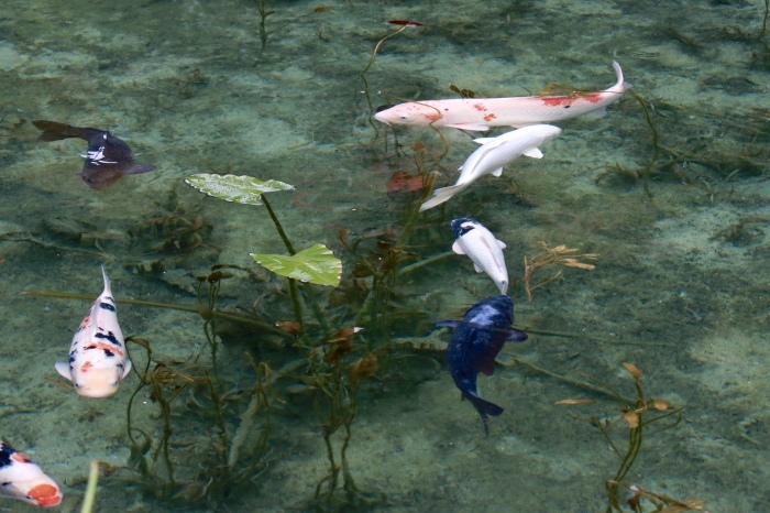 【名もなき池(モネの池)】夏の帰省 - 8 -_f0348831_08171553.jpg