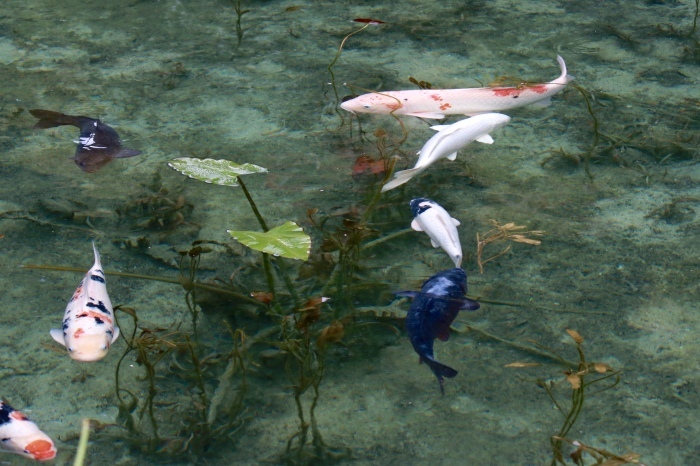 【名もなき池（モネの池）】夏の帰省 - 8 -_f0348831_08171553.jpg