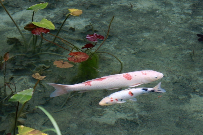 【名もなき池（モネの池）】夏の帰省 - 8 -_f0348831_08173338.jpg