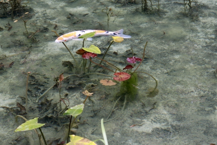 【名もなき池（モネの池）】夏の帰省 - 8 -_f0348831_08173774.jpg