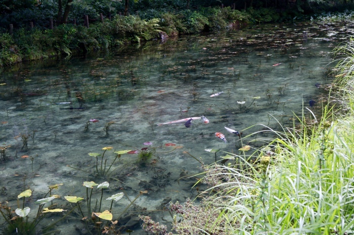 【名もなき池（モネの池）】夏の帰省 - 8 -_f0348831_08174664.jpg