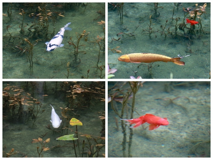 【名もなき池(モネの池)】夏の帰省 - 8 -_f0348831_08181366.jpg