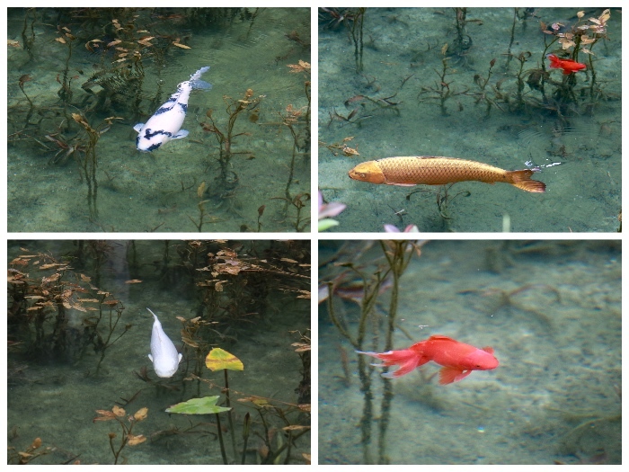 【名もなき池（モネの池）】夏の帰省 - 8 -_f0348831_08181366.jpg