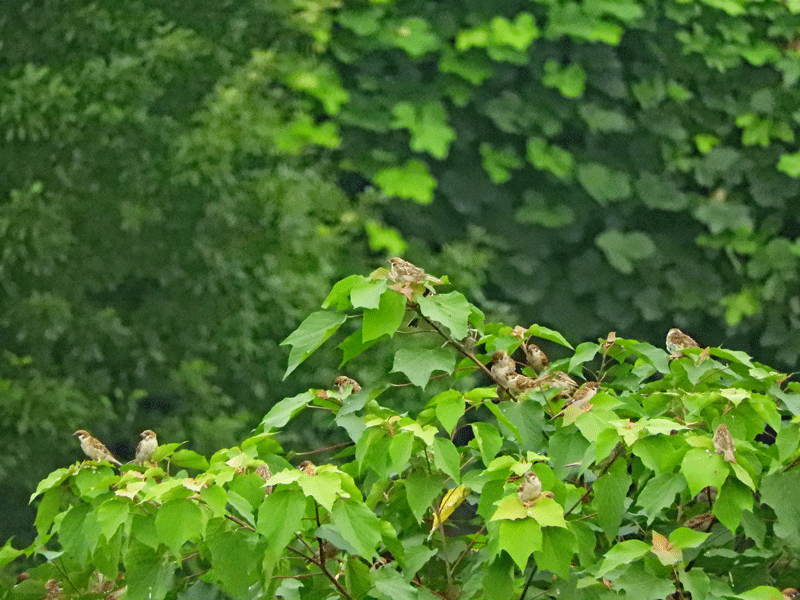 d0290240_11093625.gif