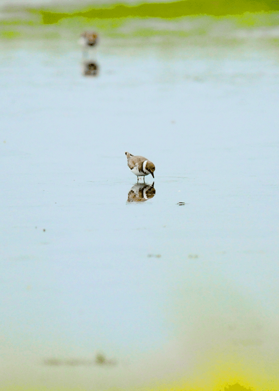 d0290240_11375389.gif