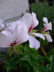 c0376951_12170430.jpg