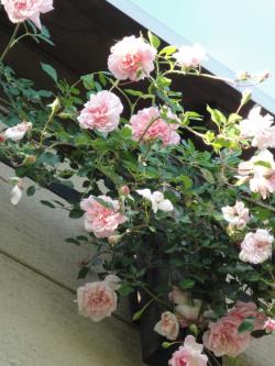 村田晴夫さんへの想い 香川県さぬき市パン教室 フォーシーズン 愉しむ暮らしにパンと和菓子とごはん 村田晴夫さんへの想い 香川県さぬき市パン教室 フォーシーズン 愉しむ暮らしにパンと和菓子とごはん