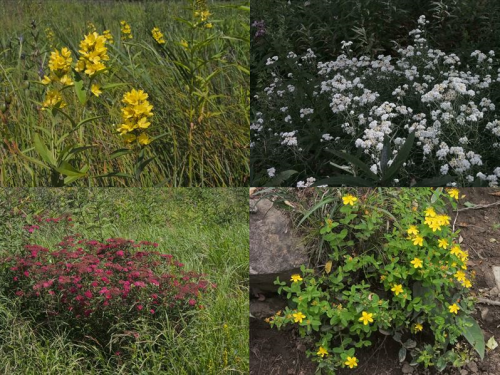 沢入登山口から花の入笠山へ　　2017.８.23（水）_b0335256_14014290.png