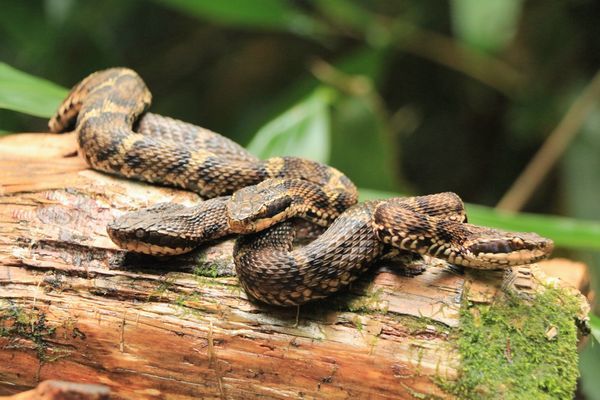 船形山 小荒沢林道情報と危険生物 船形山からブナの便り ブログ版 船形山 小荒沢林道情報と危険生物 船形山からブナの便り ブログ版