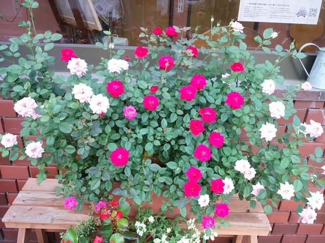 花屋mocoさん_e0367571_22200221.jpg