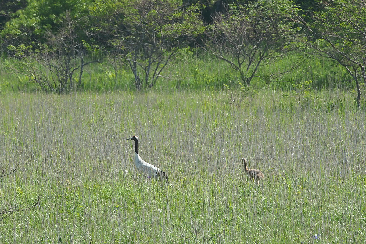 北海道の夏 ′１７_タンチョウ（９）_d0125872_23392277.jpg