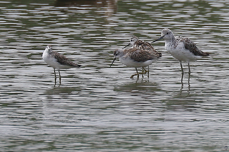 海で見た鳥さん～☆_f0368272_21135289.jpg