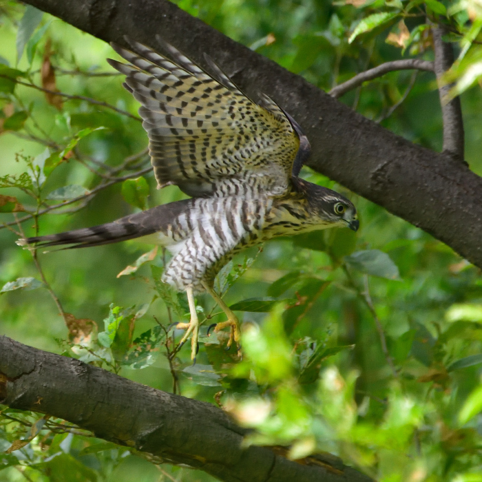 ツミ（雀鷹）/Japanese lesser sparrowhawk_f0365975_00355490.jpg