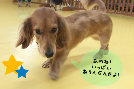 みんな元気いっぱい(´▽`*)_f0357682_15270221.png