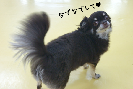 みんな元気いっぱい(´▽`*)_f0357682_15271121.png