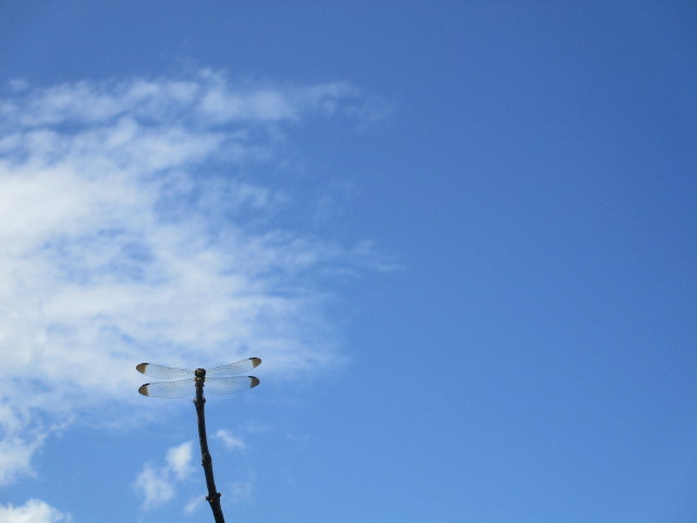 d0198793_18343819.jpg