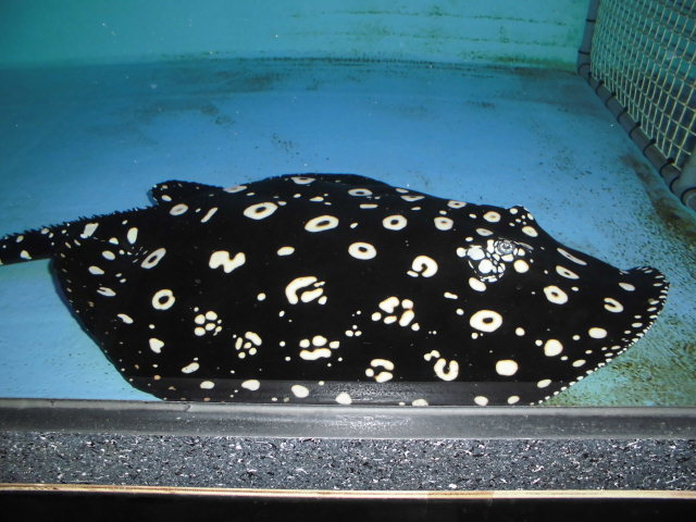 e0143096_19112021.jpg