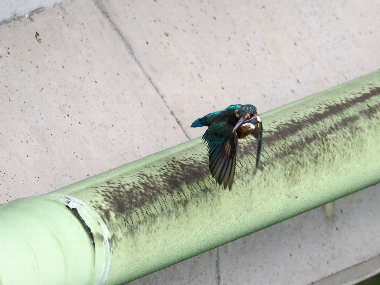 カワセミの飛び立ち連続撮影_b0225108_17072771.jpg