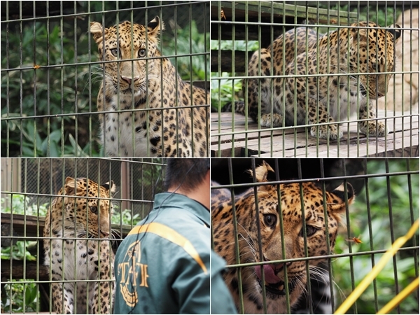 よこはま動物園ズーラシア　８月２０日　ナイトズーラシア_f0321610_11483640.jpg