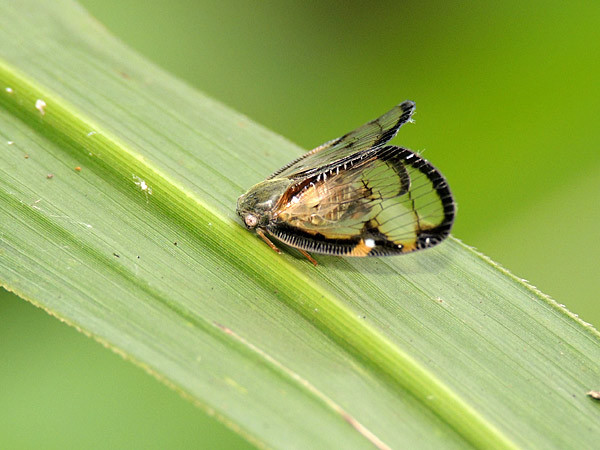 アカハネナガウンカ・トビイロハゴロモ_b0033112_21094856.jpg